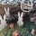 6 Mini Osterhasen Figuren 4 cm braun - kleine Porzellan Hasen als Streudeko Give-Away