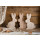 3 Osterhasen aus Holz zum Hinstellen natur braun abgeflammt - 18 x 11 cm